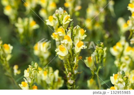 Yellow Snapdragon flowers are on blurred natural background on a summer day 132955985