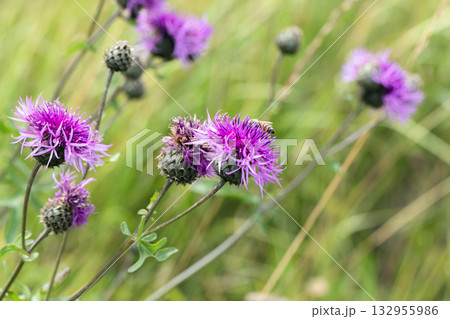 Centaurea scabiosa or greater knapweed. Bright purple blossoms Centaurea scabiosa or greater knapweed. Bright purple blossoms 132955986