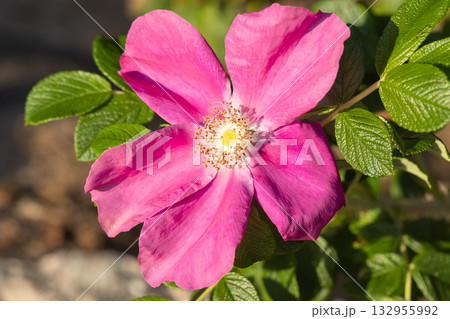 A vivid close-up of a bright pink flower with a yellow center, Rosa rugosa 132955992