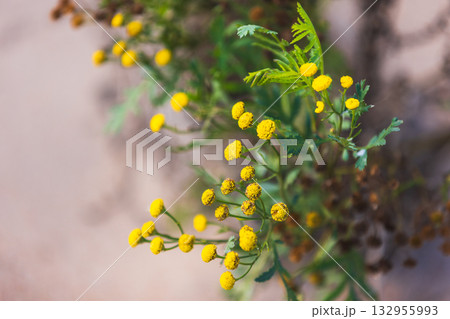 Close-up of bright yellow tansy blossoms on slender stems, macro photo 132955993