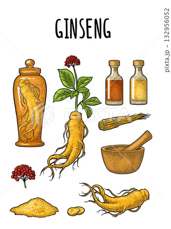 Root and leaves panax ginseng. Vector vintage engrave illustration Root and leaves panax ginseng. Vector vintage engrave illustration 132956052