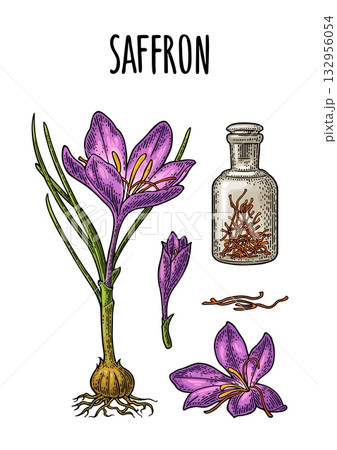 Bottle with saffron dry threads. Plant flower and corms. Engraving Bottle with saffron dry threads. Plant flower and corms. Engraving 132956054