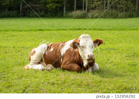 Portrait of a beautiful alpine cow lying on a green meadow near the forest 132956292