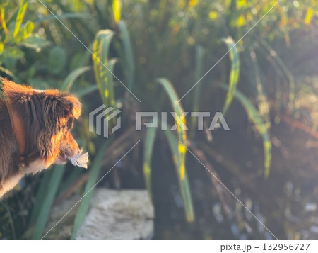 Dog is looking at a fish in a pond Dog is looking at a fish in a pond 132956727