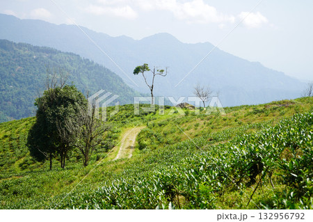 Panoramic Kalimpong Tea Plantation and Himalayan Hills 132956792