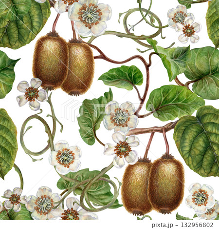 White flowers, green leaves, branches and brown fruit kiwi. Seamless pattern on a white background. Botanical template for home kitchen textiles, wrapping paper, packaging, wallpaper, scrapbook White flowers, green leaves, branches and brown fruit kiwi. Seamless pattern on a white background. Botanical template for home kitchen textiles, wrapping paper, packaging, wallpaper, scrapbook 132956802