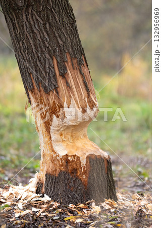 Tree on the shore of a reservoir damaged by beavers Tree on the shore of a reservoir damaged by beavers 132956969