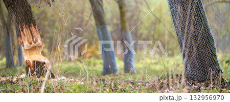 Tree on the shore of a reservoir damaged by beavers 132956970