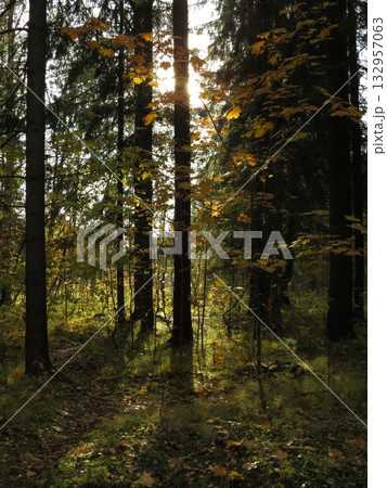 Golden rays of sunlight filtering through tree canopies, on an Autumn evening. Stunning Forest Scenic Fall Landscape Background Golden rays of sunlight filtering through tree canopies, on an Autumn evening. Stunning Forest Scenic Fall Landscape Background 132957063