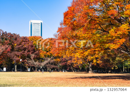 代々木公園の紅葉風景 東京都渋谷区 132957064