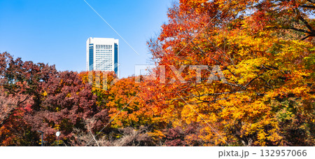 代々木公園の紅葉風景 東京都渋谷区 代々木公園の紅葉風景 東京都渋谷区 132957066