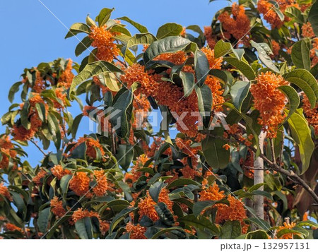 秋の花の金木犀のオレンジ色と澄んだ青空 秋の花の金木犀のオレンジ色と澄んだ青空 132957131