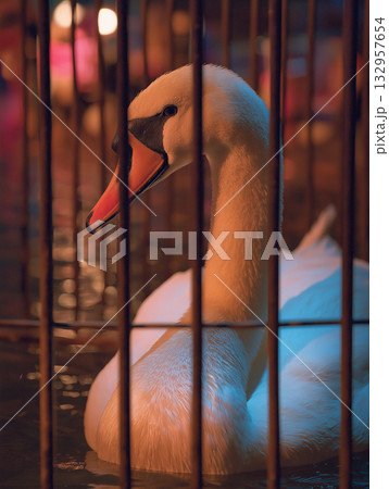 Swan rests inside a cage. Blue and orange lighting pools around its feathers. 132957654