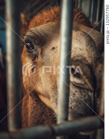 Horse in a stall peers through metal bars. Bars frame a close view of the horse eye. 132957760