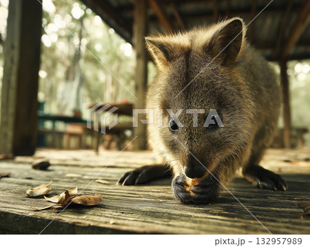 Small mammal nibbling a leaf on a wooden deck. Warm daylight highlights the animal. Small mammal nibbling a leaf on a wooden deck. Warm daylight highlights the animal. 132957989