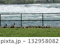 水辺でくつろぐカナダグースとヒナたち 132958082
