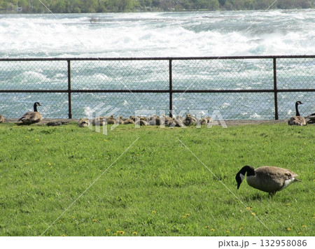 カナダグースの集団子育て カナダグースの集団子育て 132958086