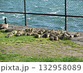 集団でくつろぐカナダグースのこどもの群れ 132958089