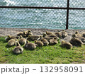 水辺の草地でくつろぐカナダグースの子供たち 132958091