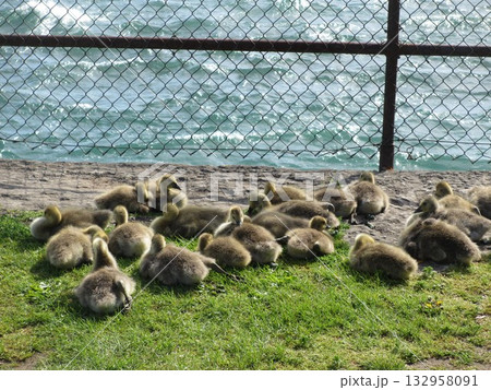 水辺の草地でくつろぐカナダグースの子供たち 132958091