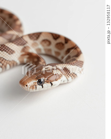 Closeup of a snake with detailed pattern, nature, scales, brown and white wildlife animal shot Closeup of a snake with detailed pattern, nature, scales, brown and white wildlife animal shot 132958117
