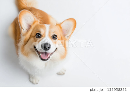 Corgi dog with a happy smile, cute and playful canine, adorable pet portrait Corgi dog with a happy smile, cute and playful canine, adorable pet portrait 132958221