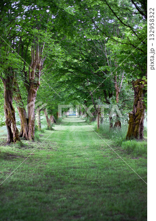 Grass path on a country property Grass path on a country property 132958322