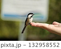 野鳥（アメリカコガラ）が手にとまった 132958552