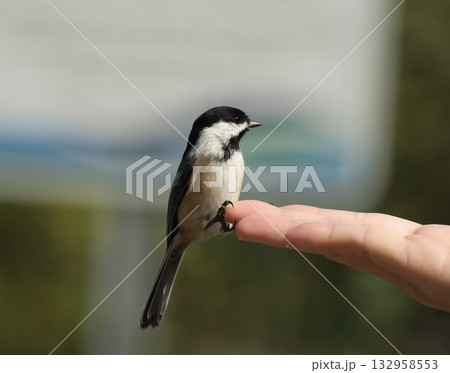 手に乗る野鳥のアメリカコガラ 132958553