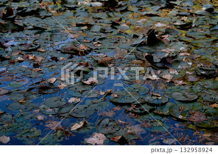 Swamp in autumn, landscape. Backwater Swamp in autumn, landscape. Backwater 132958924