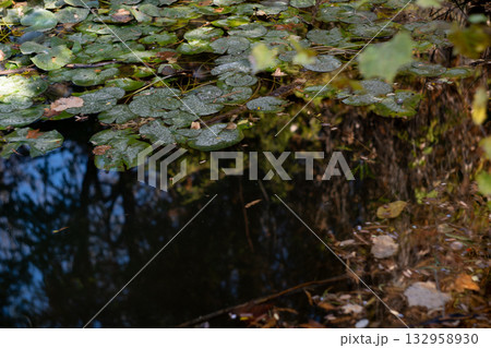 Swamp in autumn, landscape. Backwater Swamp in autumn, landscape. Backwater 132958930