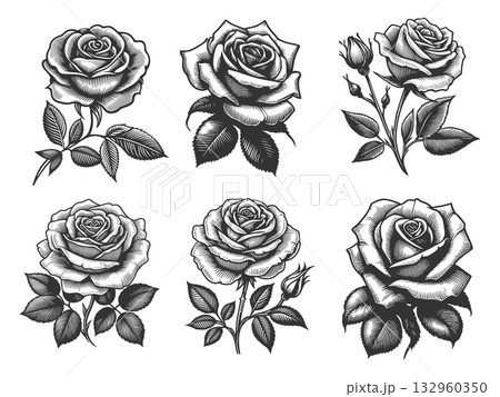 Rose Flower engraving set vector collection Rose Flower engraving set vector collection 132960350