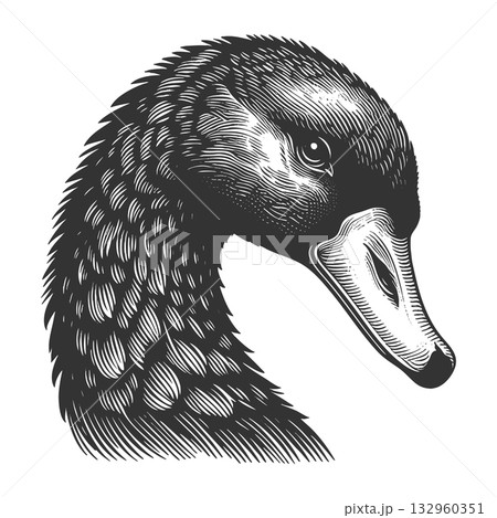 Black Swan Symbolizing Rare Unpredictable Events 132960351