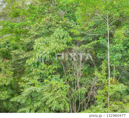 Diverse vegetation in the Danum Valley rainforest, Borneo, Malaysia. 132960477
