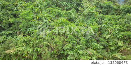 Diverse vegetation in the Danum Valley rainforest, Borneo, Malaysia. 132960478