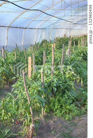 Interior of an organic vegetable greenhouse farm, selective focus. Interior of an organic vegetable greenhouse farm, selective focus. 132960499