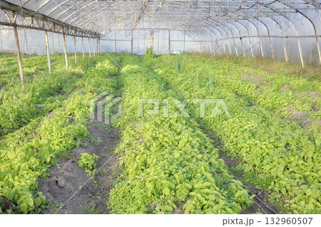 Interior of an organic vegetable greenhouse farm, selective focus. 132960507