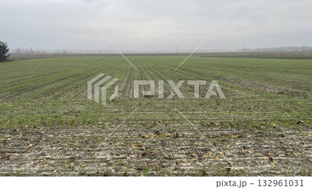 Plowed agricultural field with planted cover crops 132961031