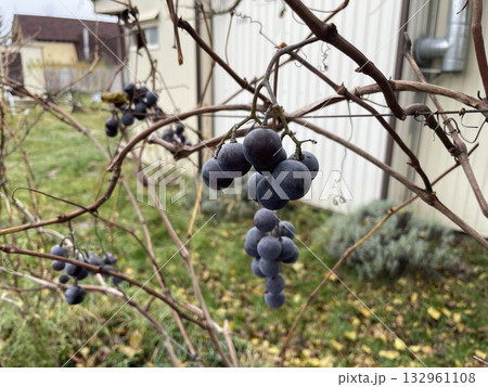 Lydia grape variety growing in garden 132961108