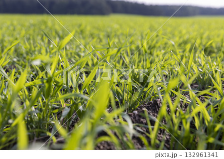 field with green wheat sprouts in the autumn season for early grain harvest, wheat grass resistant to cold weather planted in autumn for wintering and early grain harvest field with green wheat sprouts in the autumn season for early grain harvest, wheat grass resistant to cold weather planted in autumn for wintering and early grain harvest 132961341
