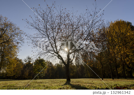 a lonely autumn tree with falling leaves in the autumn season in the park, a beautiful tree illuminated by bright sunlight from behind with the last foliage on the branches in the autumn season 132961342