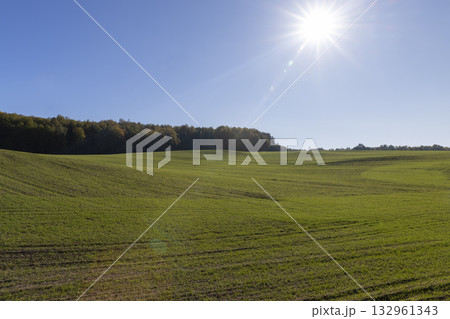new green wheat sprouts illuminated by bright sunlight in the autumn season and a forest on the horizon 132961343