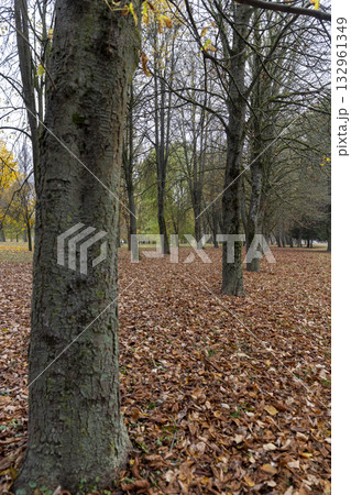 a park with trees in cloudy weather in the middle of autumn, foliage covers the ground in the park 132961349