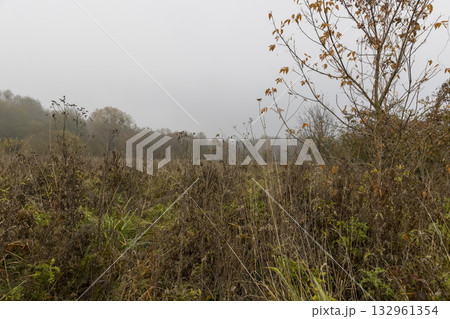 yellowed dry grass in a field in the autumn season after a cold and frosts, autumn nature in a forest with various trees and shrubs and grass, foggy weather and a gray dim sky 132961354