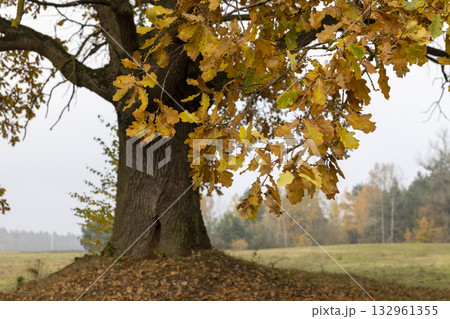 a lone oak tree growing next to the woods in the autumn season on a foggy morning, one oak with orange rusty foliage against a gray dreary sky a lone oak tree growing next to the woods in the autumn season on a foggy morning, one oak with orange rusty foliage against a gray dreary sky 132961355