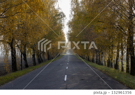 an asphalt road lined with birch trees with bright yellow foliage, a road and autumn trees in sunny weather with a blue sky an asphalt road lined with birch trees with bright yellow foliage, a road and autumn trees in sunny weather with a blue sky 132961356