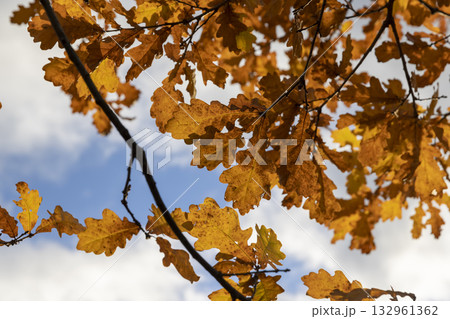 autumn oak foliage against the sky with clouds in November, beautiful rusty oak foliage in the autumn season in sunny weather 132961362
