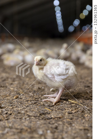 a lot of chickens in an old poultry farm, a large number of yellow fluffy chicken chicks walking through sawdust, a breed of chicken broiler to produce meat, a chicken broiler to produce poultry meat a lot of chickens in an old poultry farm, a large number of yellow fluffy chicken chicks walking through sawdust, a breed of chicken broiler to produce meat, a chicken broiler to produce poultry meat 132961365