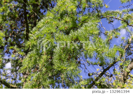 green soft needles of larch in the spring , new needles on European larch in sunny weather on a warm spring day 132961394