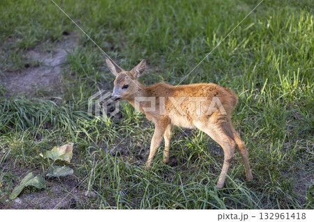 A baby roe deer in the green grass in the summer, a beautiful little roe deer walks and eats juicy green grass in the summer season in sunny warm weather A baby roe deer in the green grass in the summer, a beautiful little roe deer walks and eats juicy green grass in the summer season in sunny warm weather 132961418